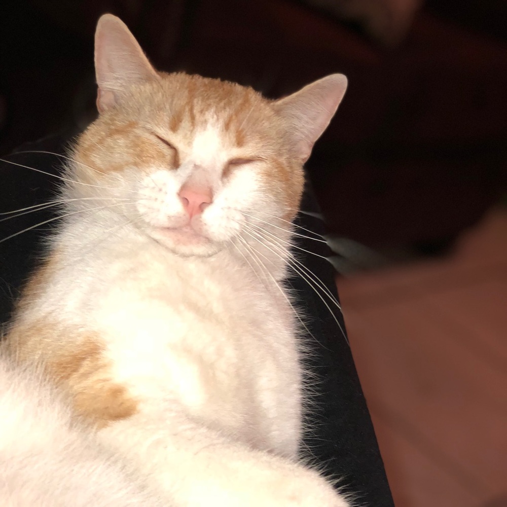 Meet your Posher, Layla